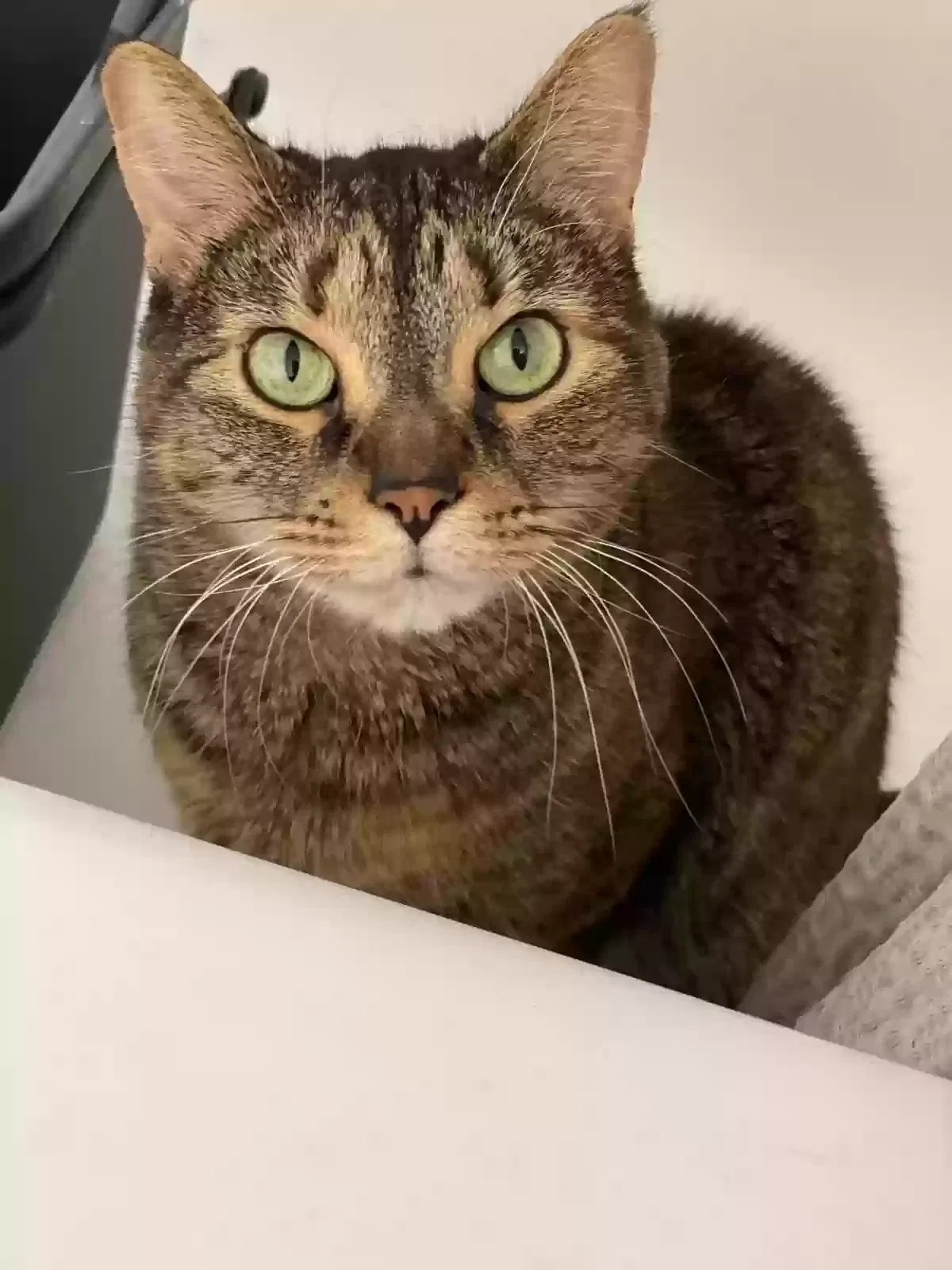 Lost cat in Alexandria, VA, 22304