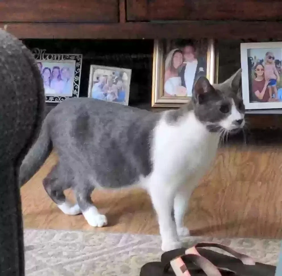 Lost cat in Mandeville, LA, 70448