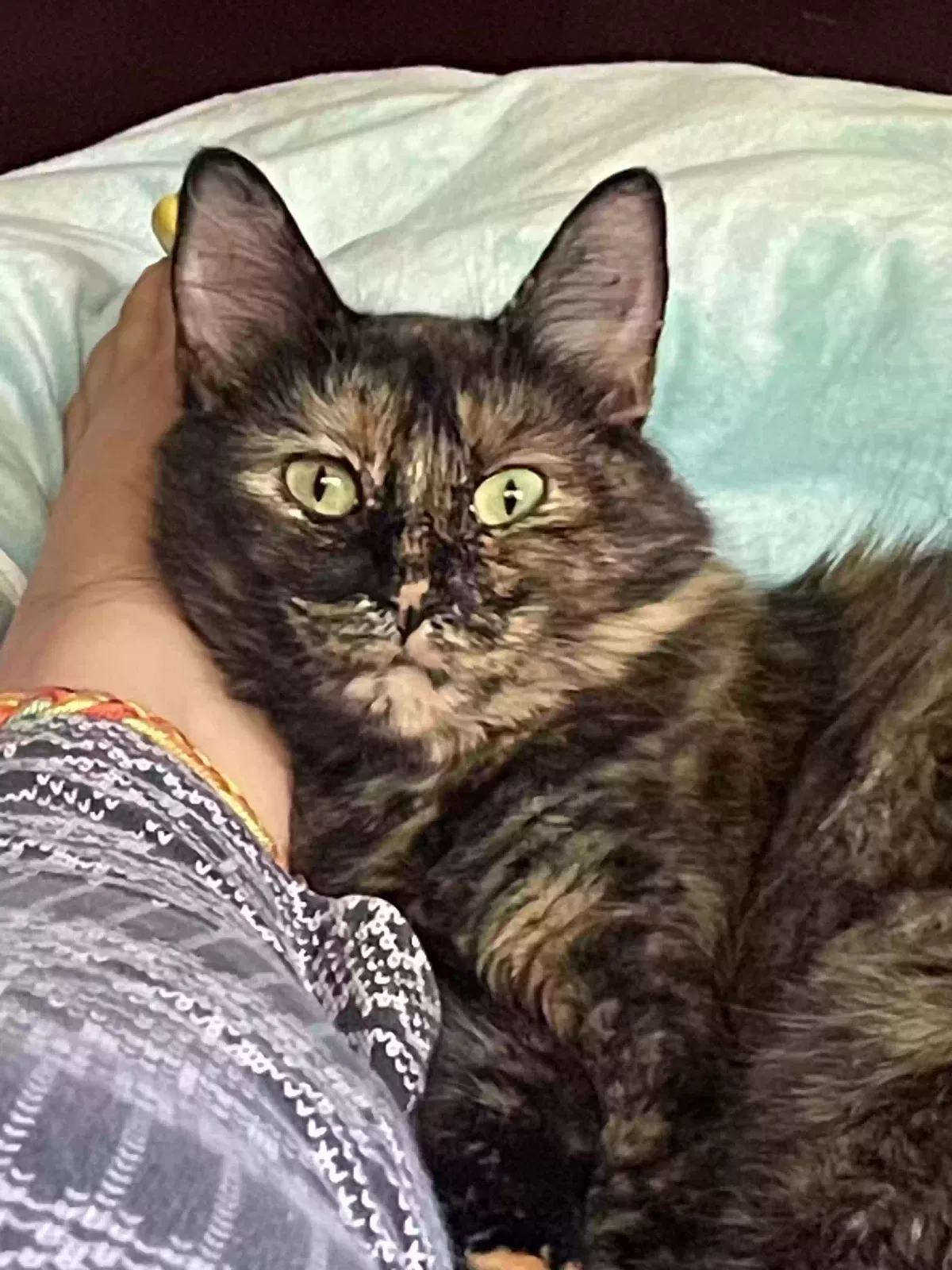 Lost cat in Sacramento, CA, 95822