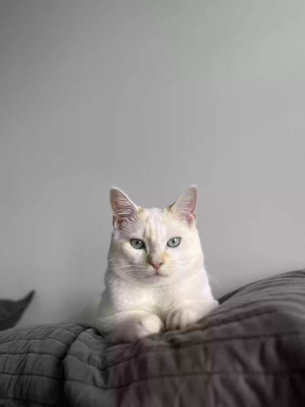 Lost cat in Charlotte, NC, 28227