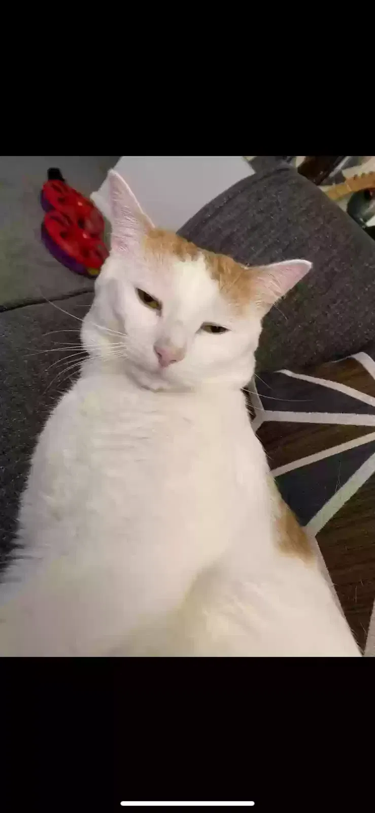 Lost cat in Tampa, FL, 33624