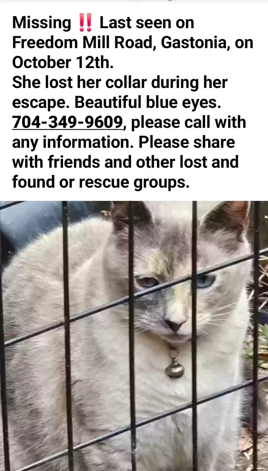Lost cat in Gastonia, NC, 28054
