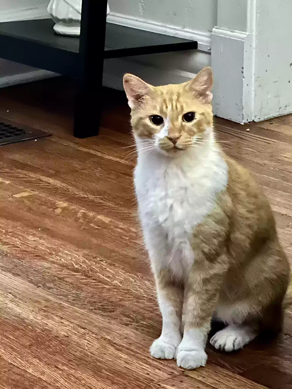 Lost cat in Louisville, KY, 40205