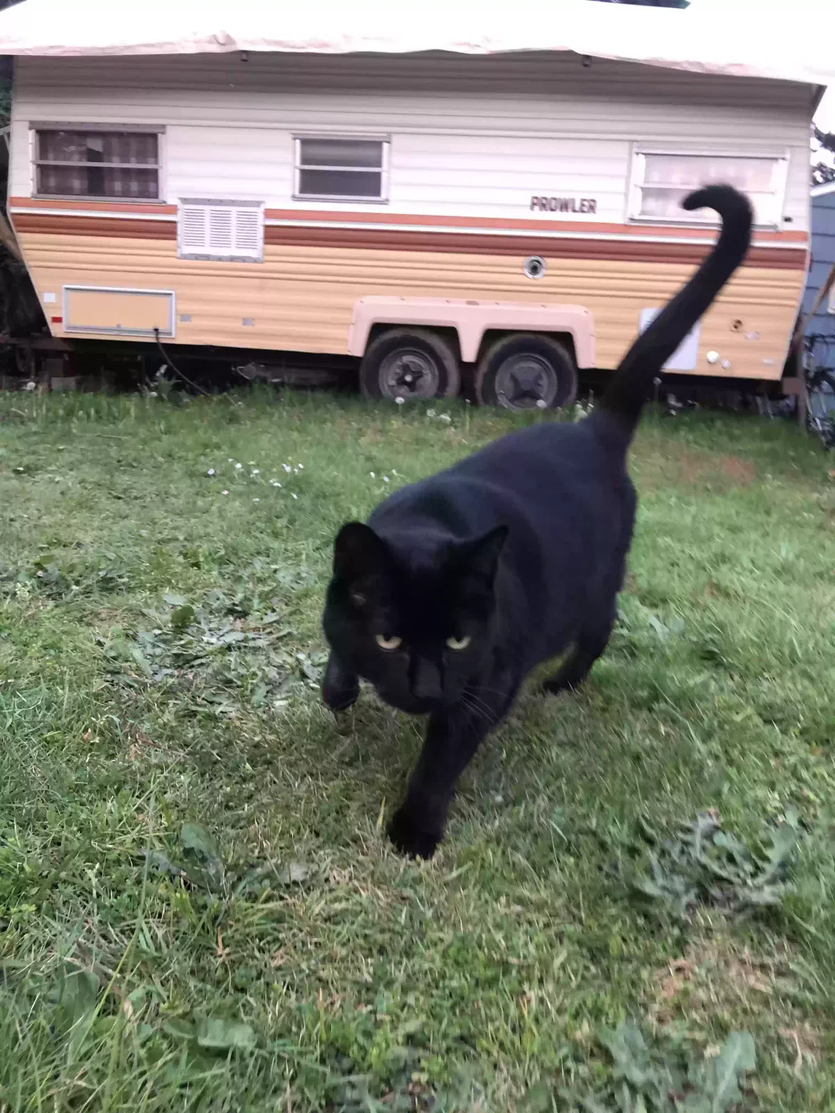 Lost cat in Portland, OR, 97216