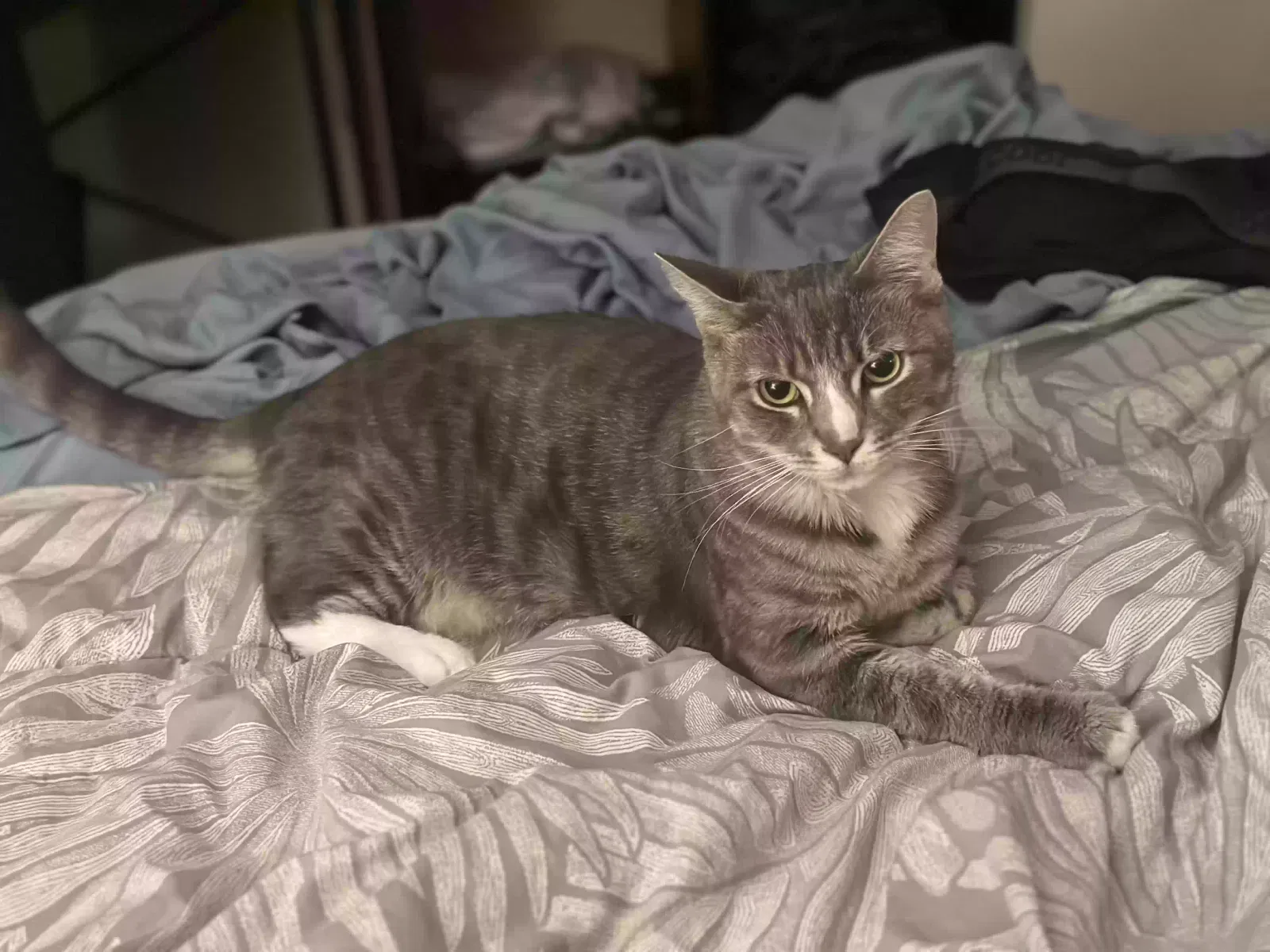 Lost cat in Dundalk, MD, 21222
