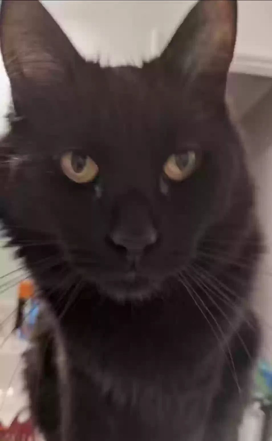 Lost cat in Des Moines, IA, 50309