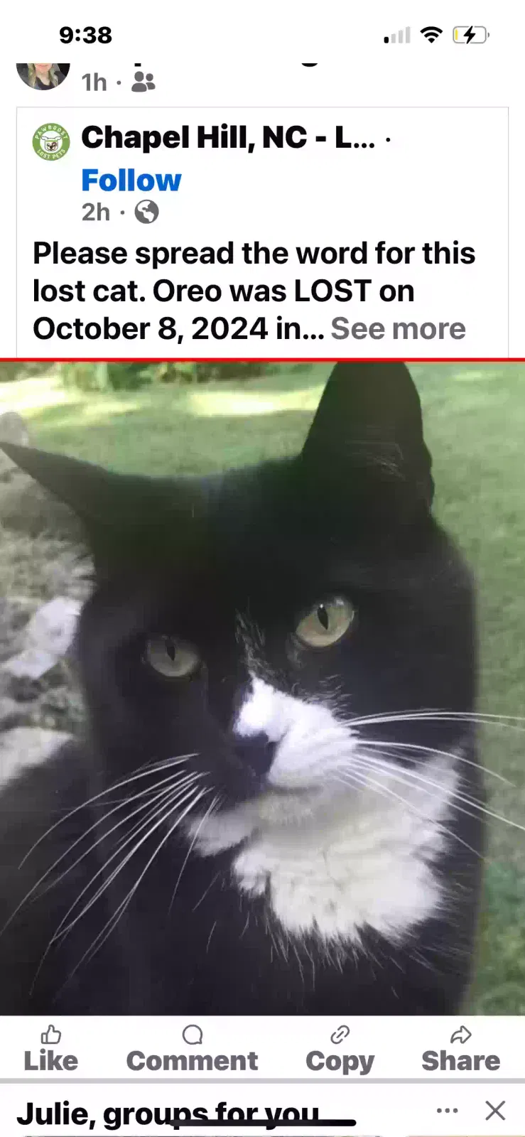 Lost cat in Chapel Hill, NC, 27516