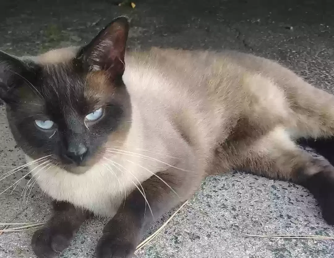 Lost cat in Tulsa, OK, 74105