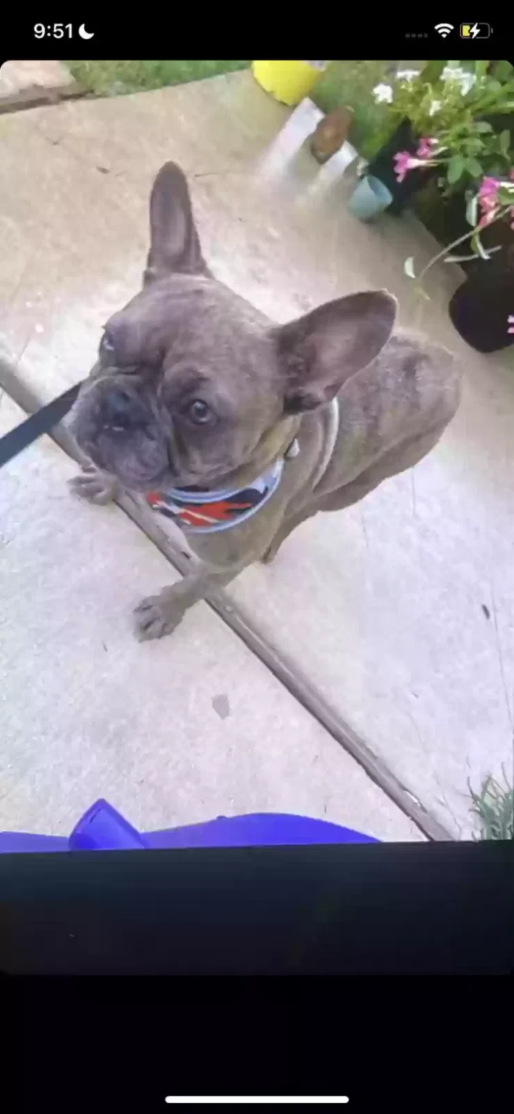 Lost dog in San Antonio, TX, 78244