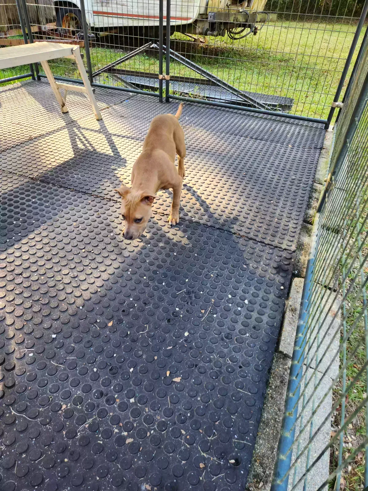 Found dog in Slidell, LA, 70460