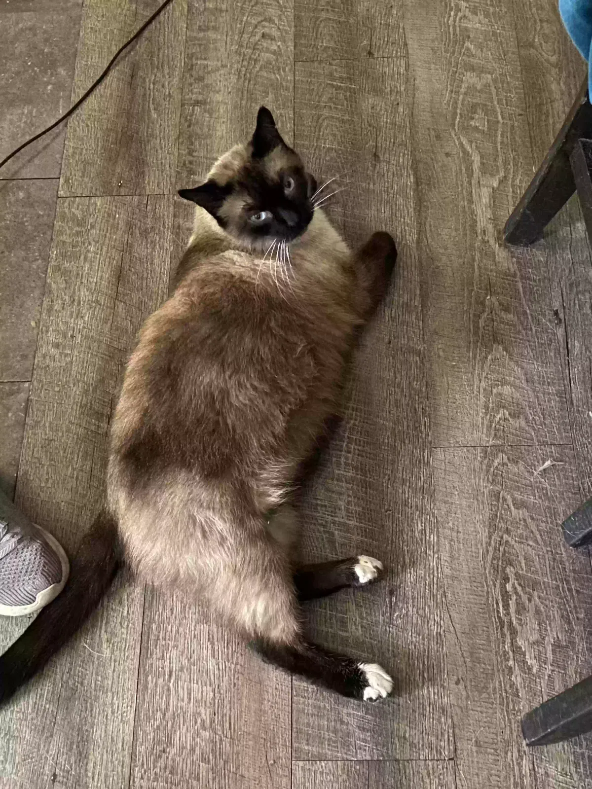 Lost cat in Hemet, CA, 92543