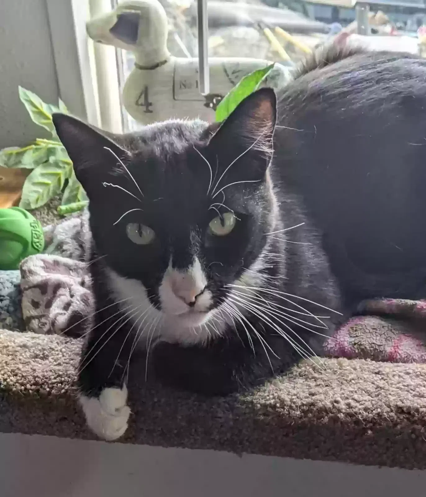 Lost cat in Davenport, WA, 99122