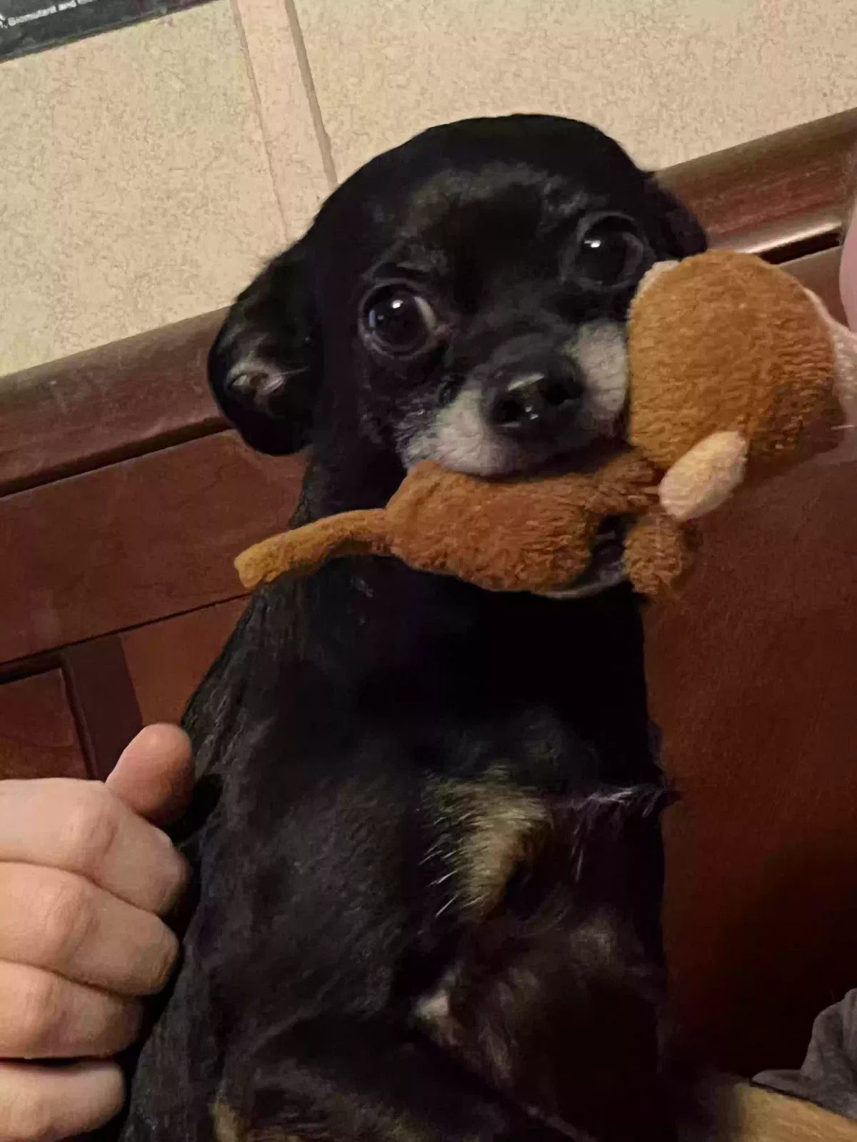Lost dog in Greenwood, SC, 29646