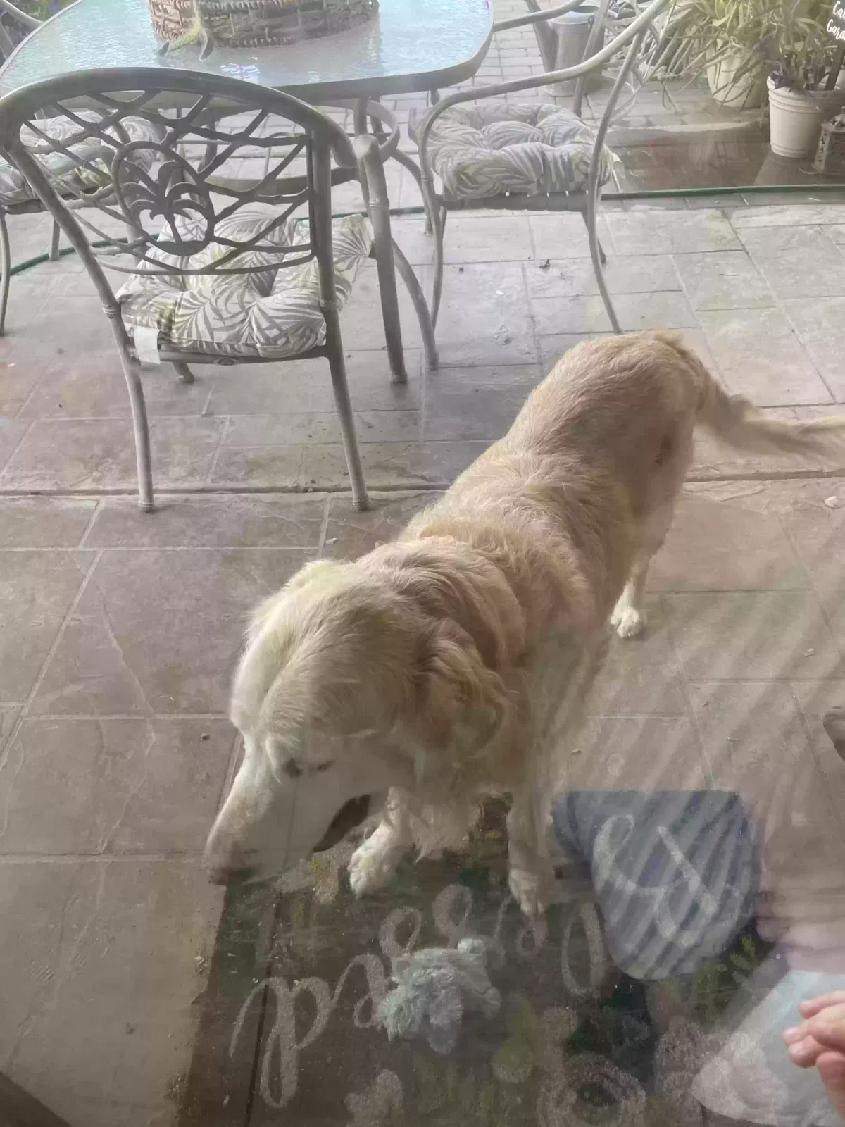 Found dog in Queen Creek, AZ, 85142