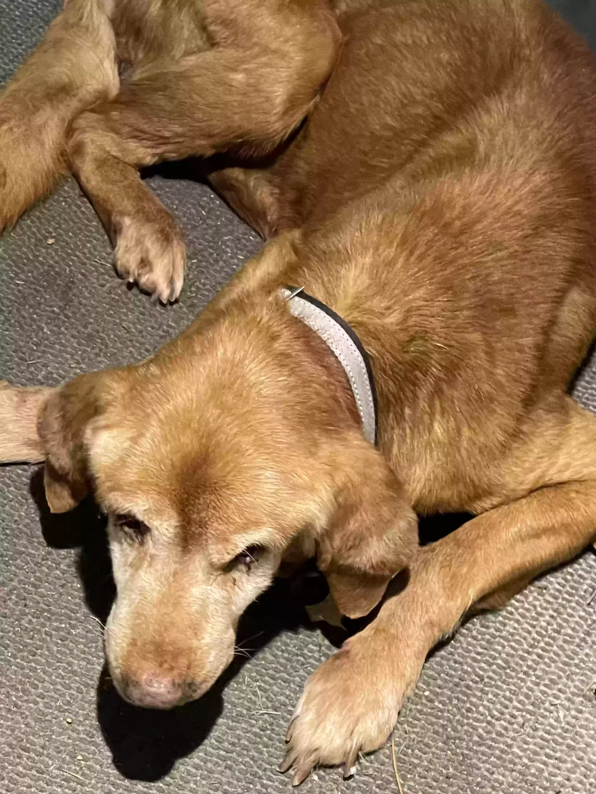 Found dog in Macon, GA, 31206