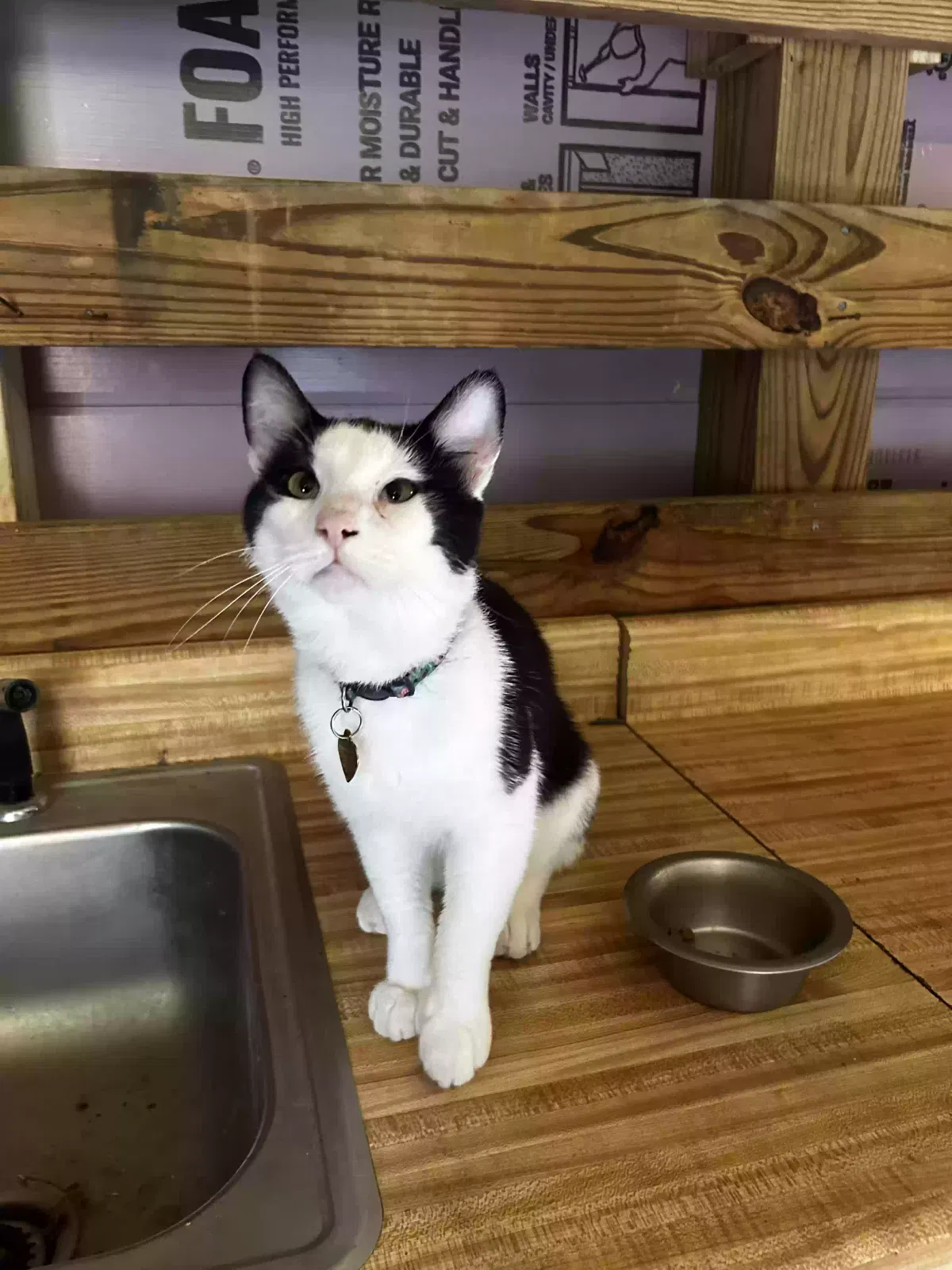 Lost cat in Rome, GA, 30165
