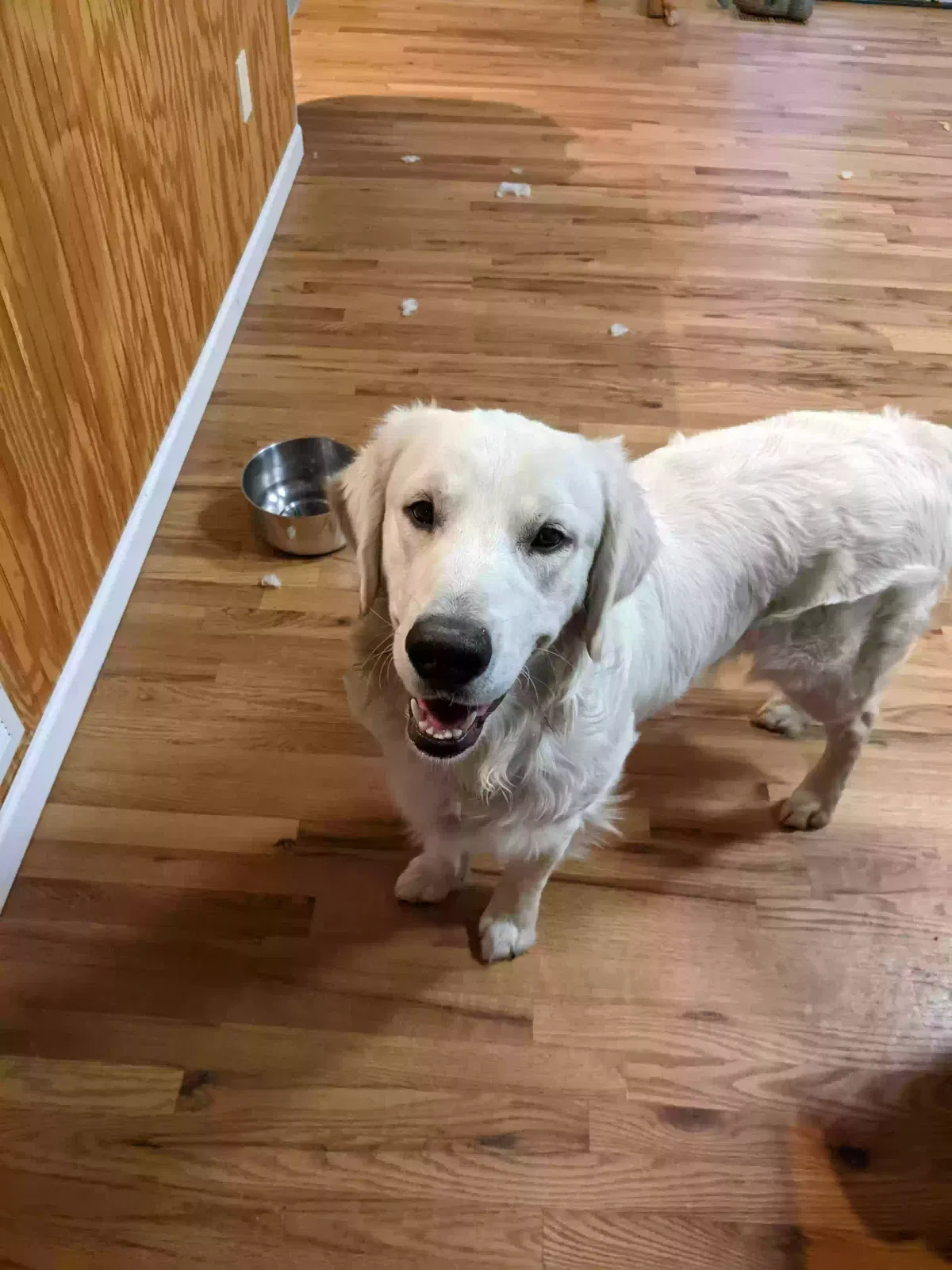 Lost dog in Jefferson City, MO, 65101