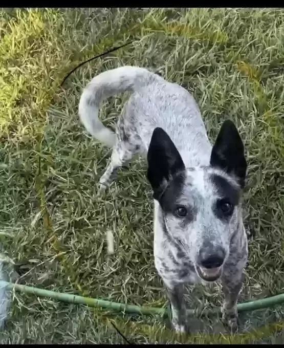 Lost dog in Houston, TX, 77082