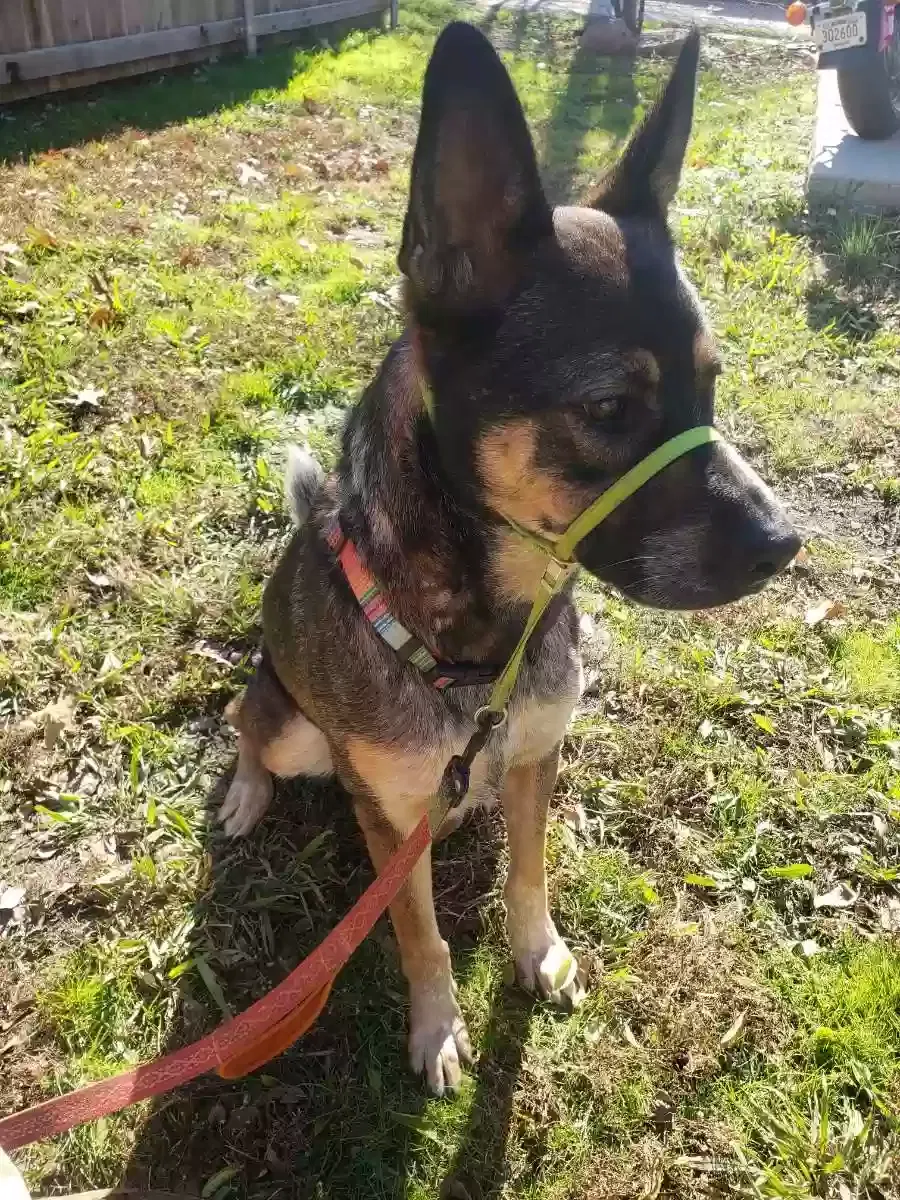 Lost dog in Norman, OK, 73072