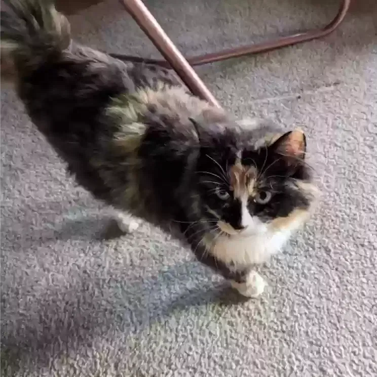 Lost cat in Olympia, WA, 98512