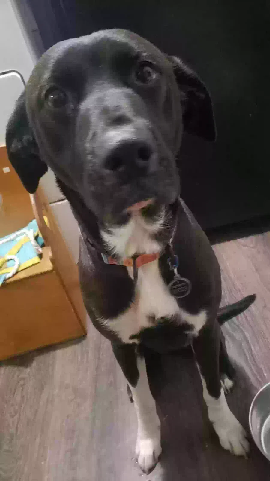 Lost dog in Norman, OK, 73072