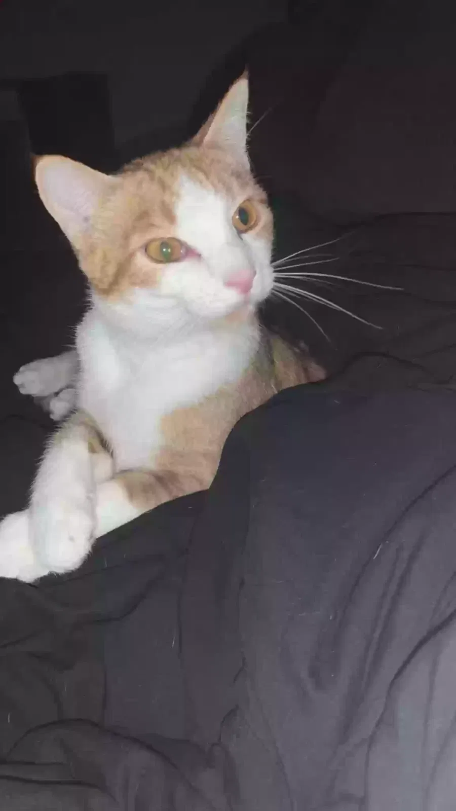 Lost cat in Topeka, KS, 66604