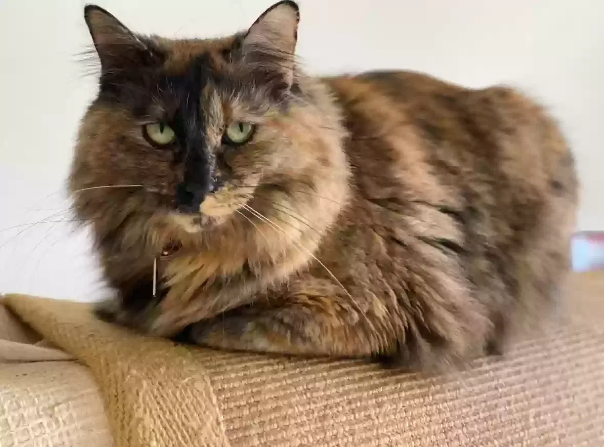 Lost cat in Bothell, WA, 98012