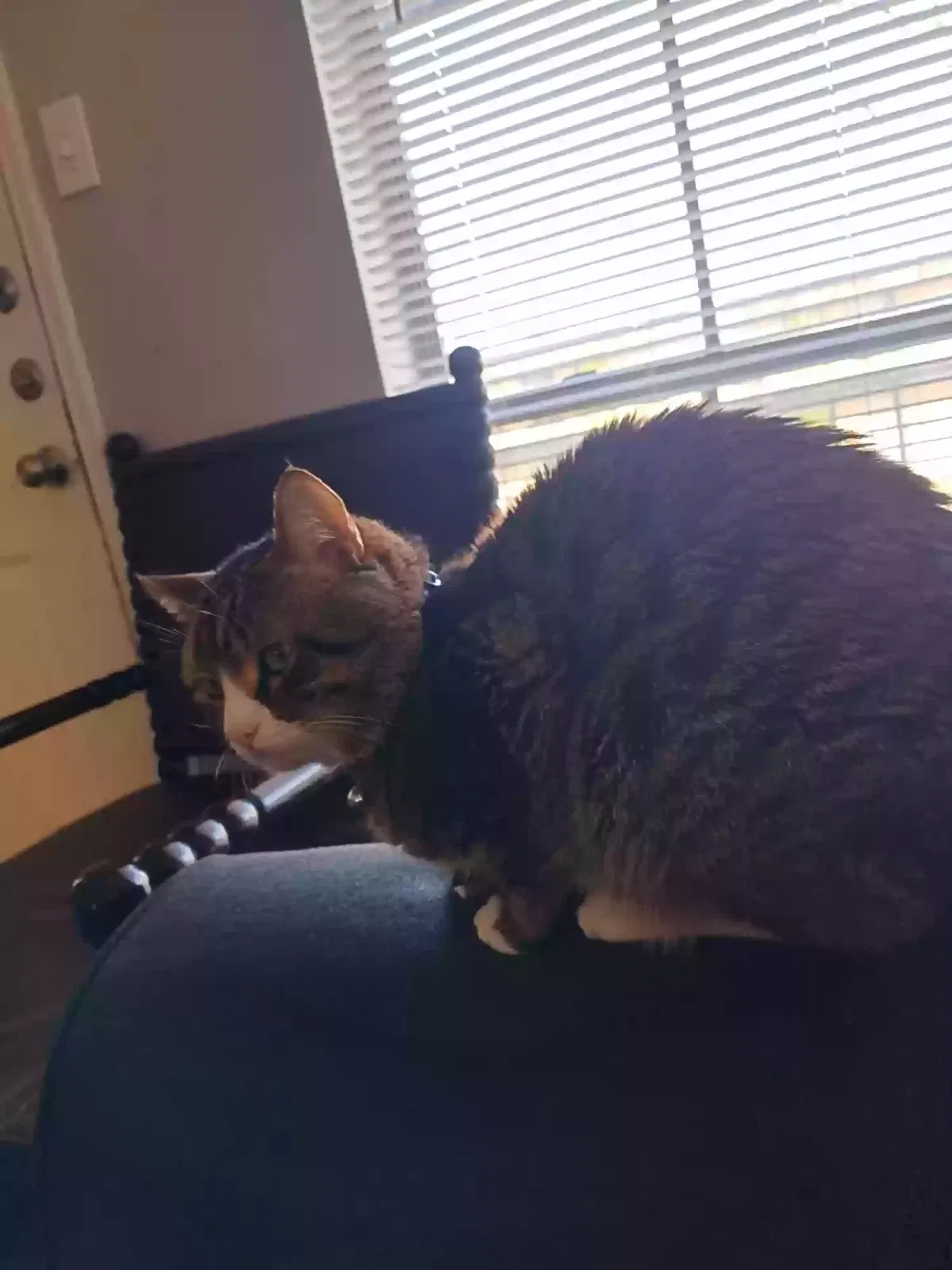 Lost cat in Killeen, TX, 76541