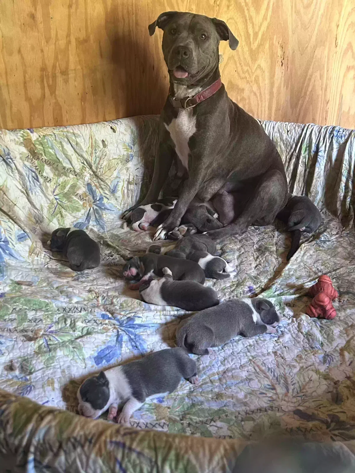 Lost dog in Duson, LA, 70529
