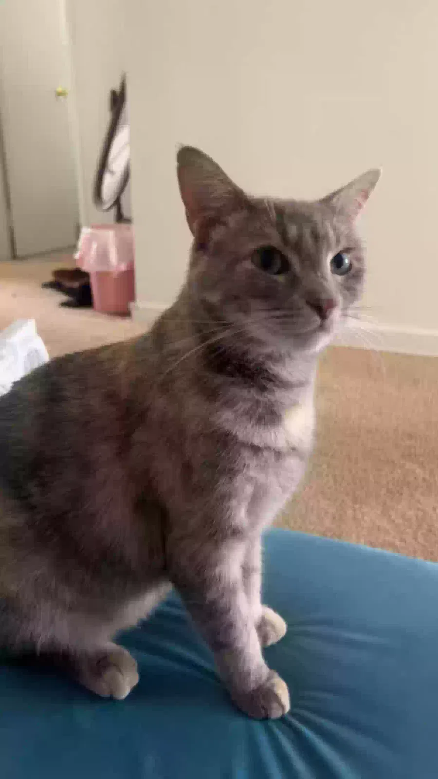 Lost cat in Pittsburgh, PA, 15218