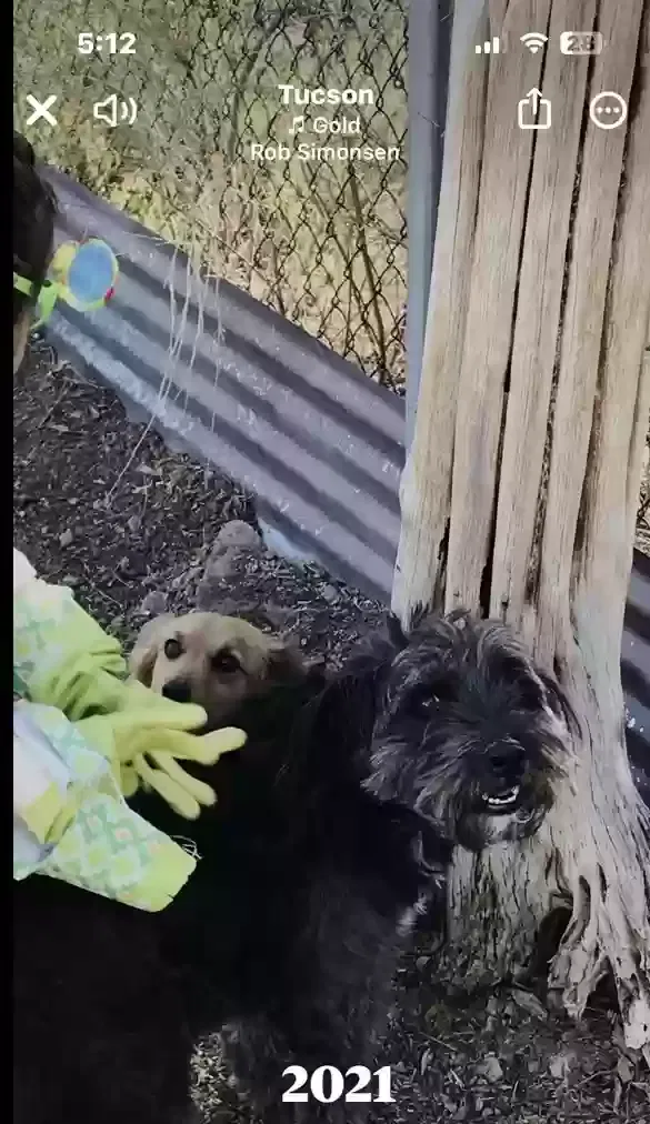 Lost dog in Tucson, AZ, 85745