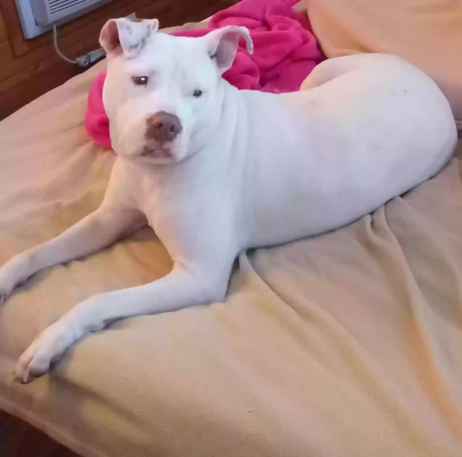 Lost dog in Dallas, TX, 75254