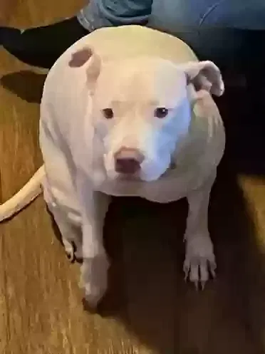 Lost dog in Dallas, TX, 75254