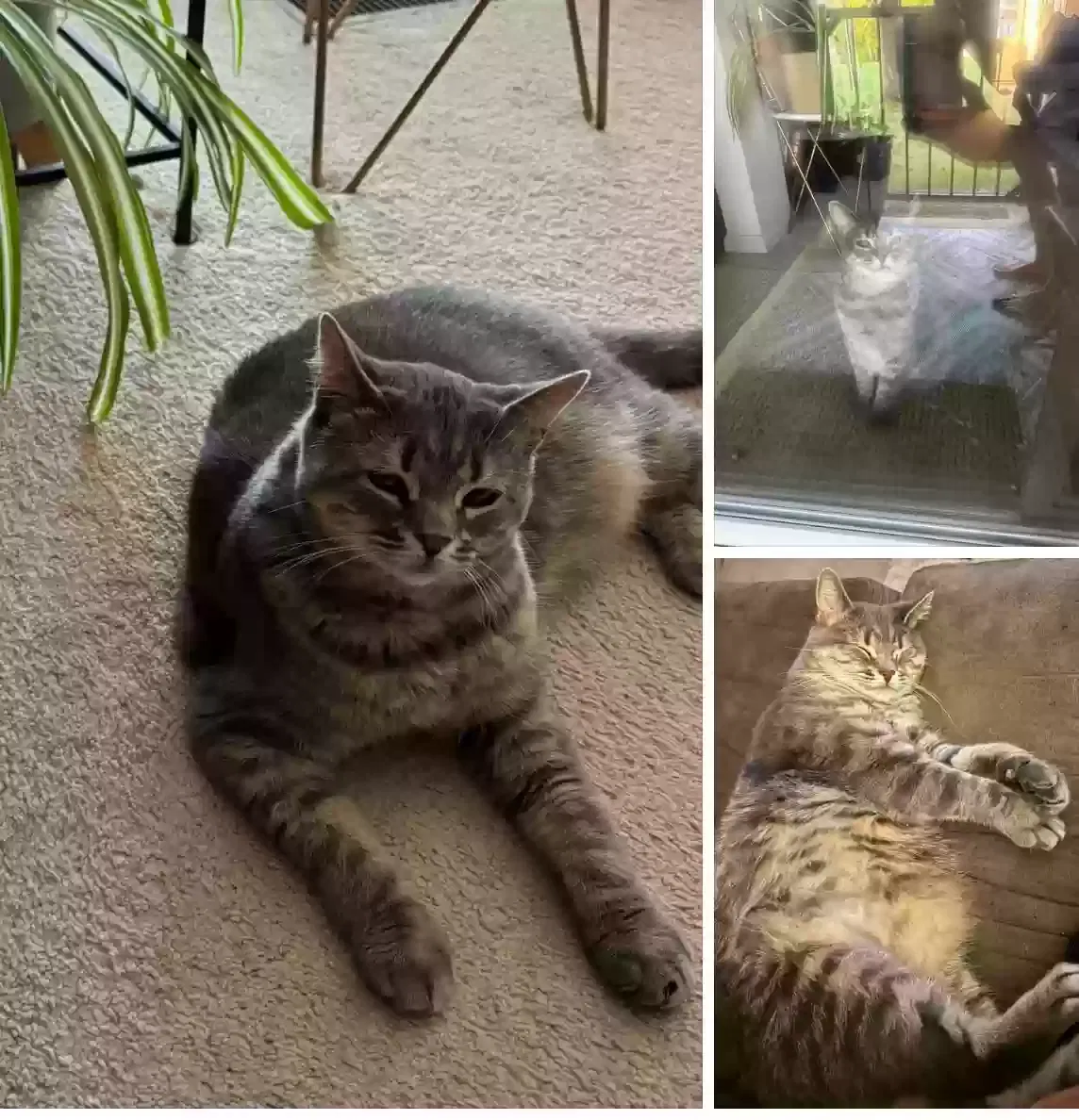 Lost cat in Trenton, NJ, 8610