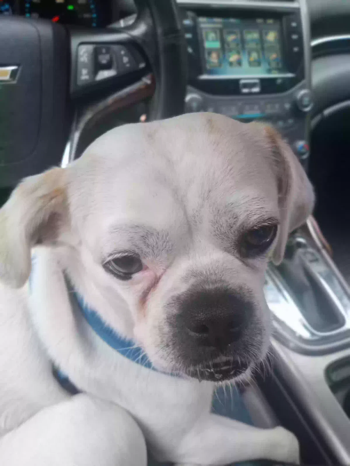 Lost dog in Charlotte, NC, 28205
