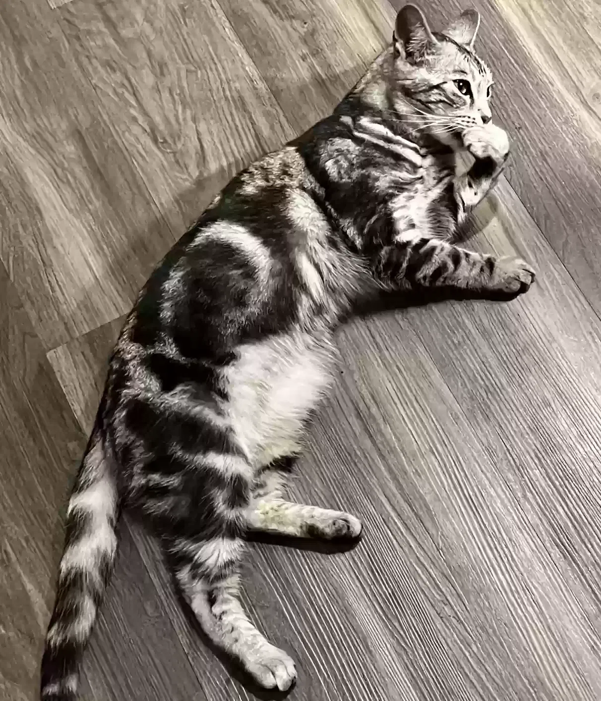 Lost cat in Minneapolis, MN, 55433