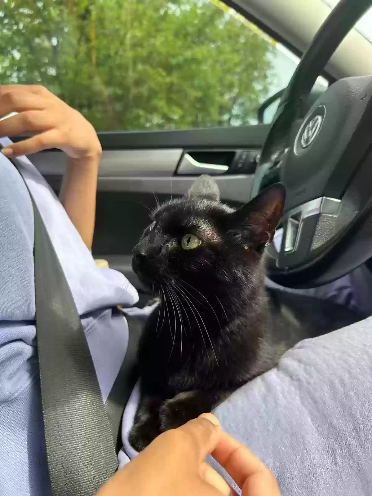 Lost cat in Homestead, FL, 33035