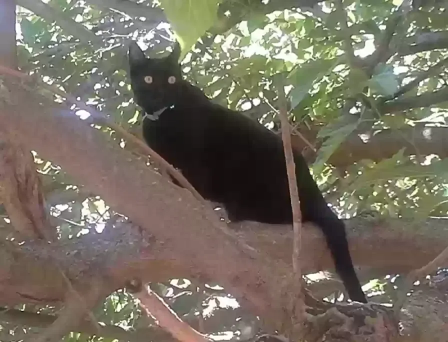 Lost cat in Concord, CA, 94520