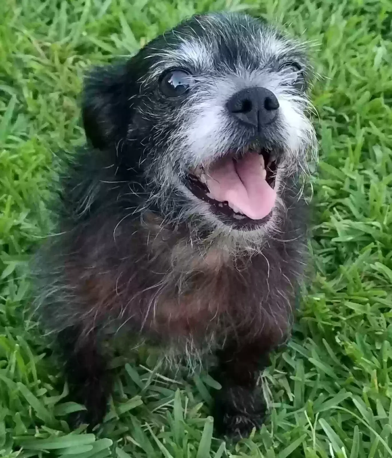 Lost dog in Port Bolivar, TX, 77650