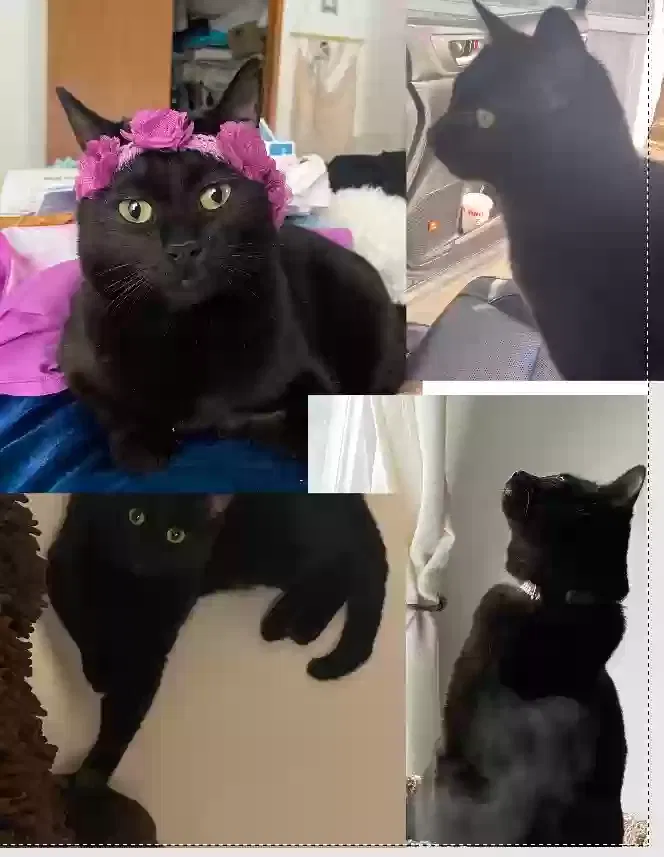 Lost cat in Colorado Springs, CO, 80907