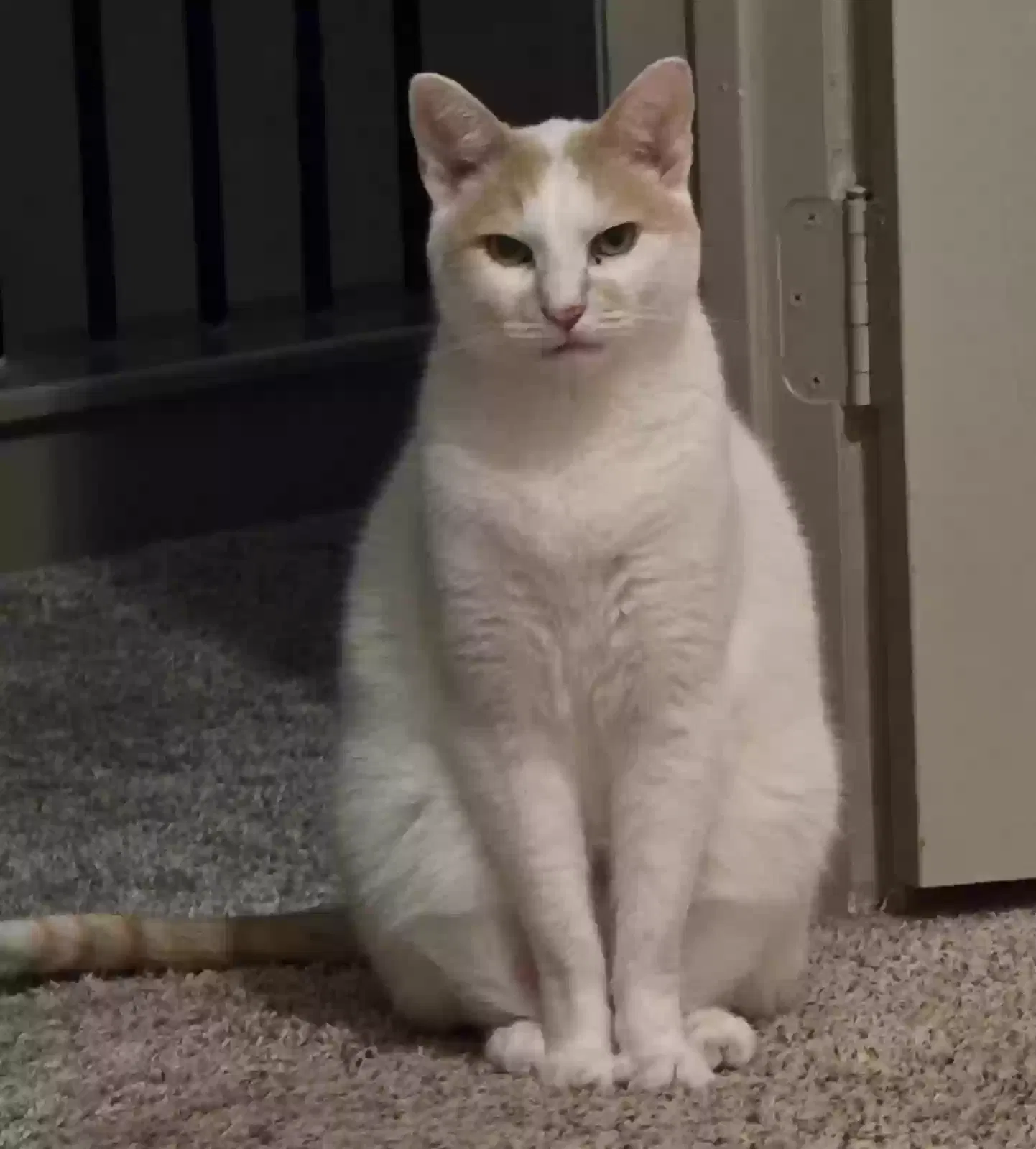 Lost cat in Cypress, TX, 77433