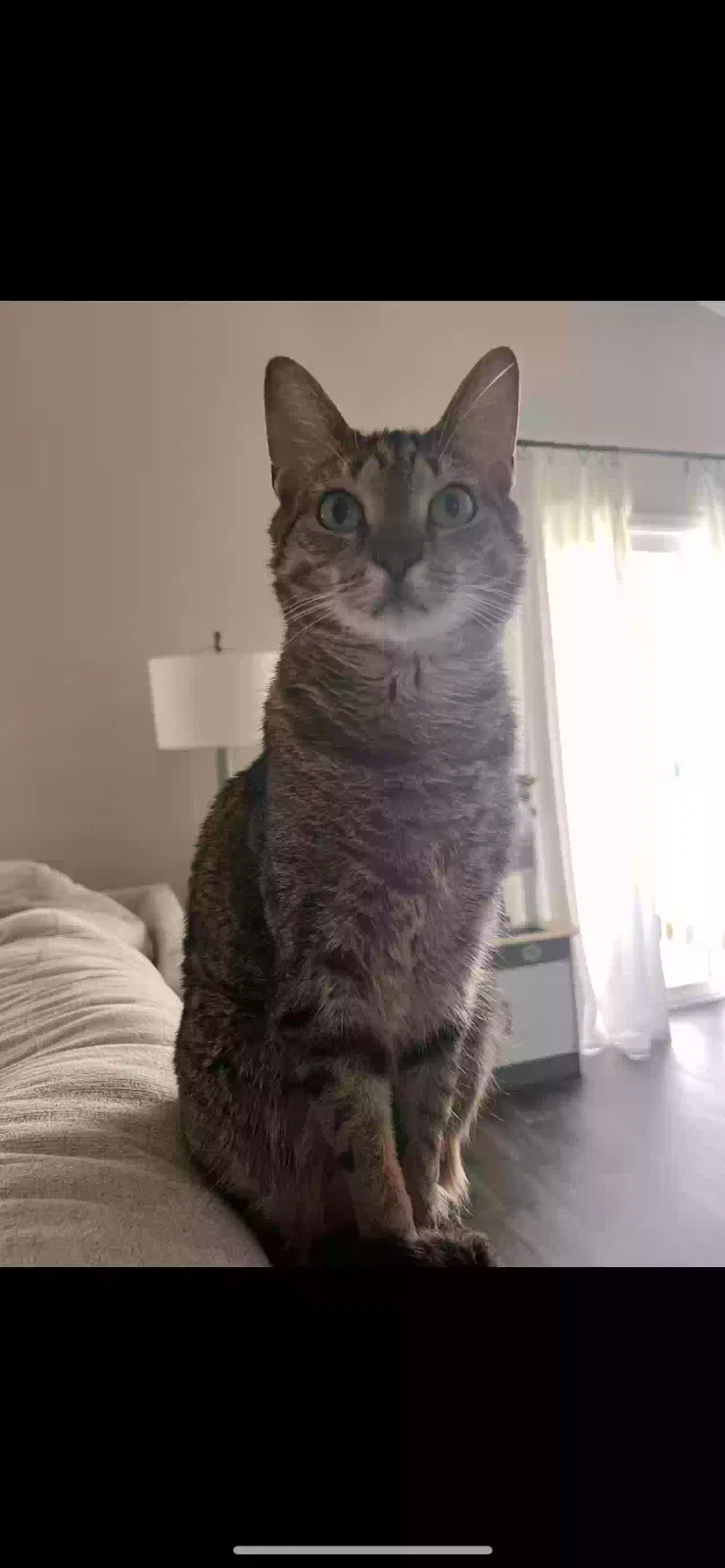 Lost cat in Pittsboro, IN, 46167