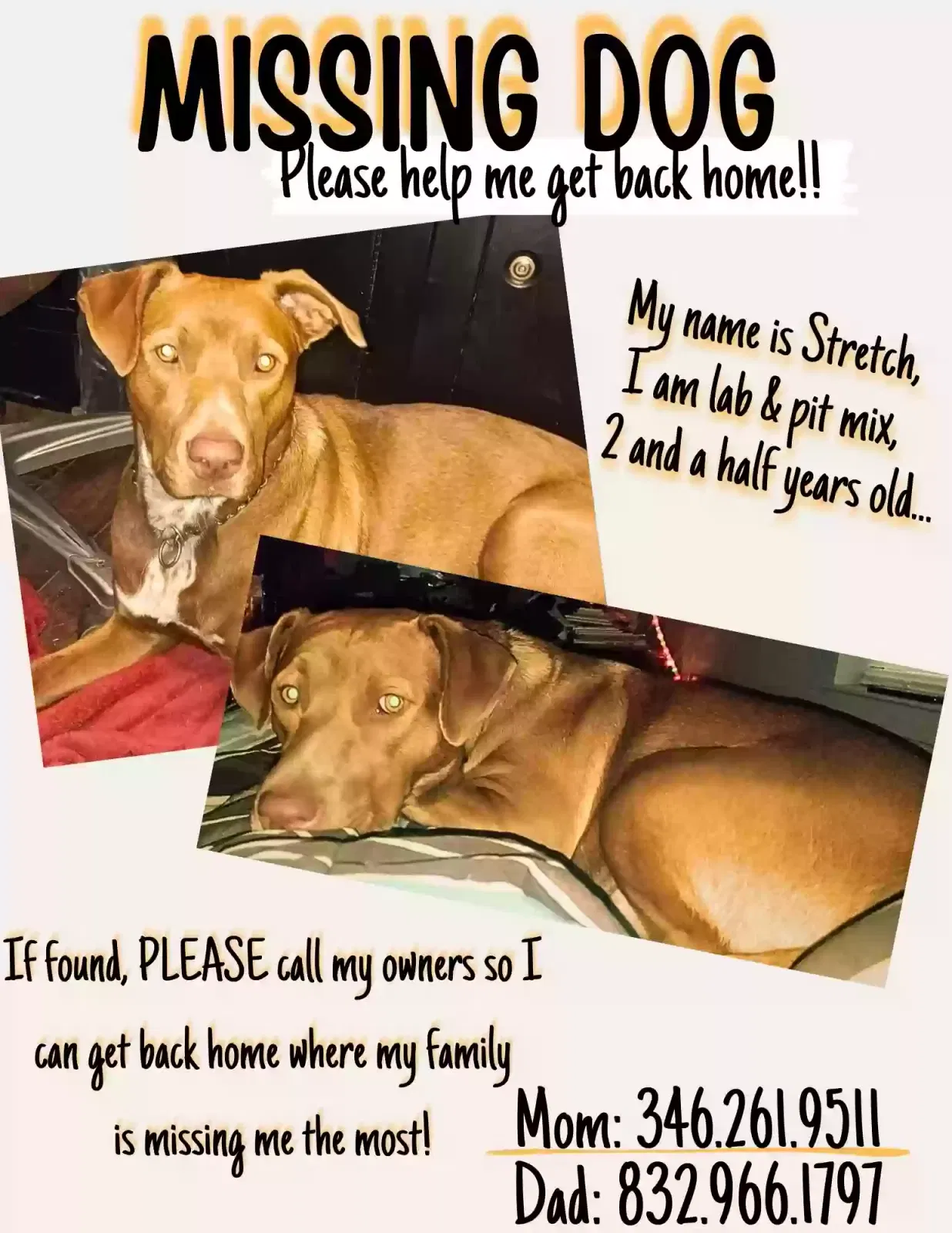 Lost dog in New Caney, TX, 77357