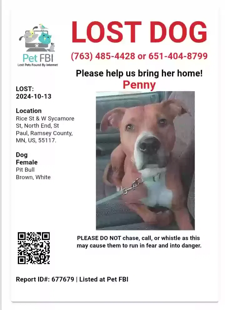 Lost dog in Saint Paul, MN, 55117