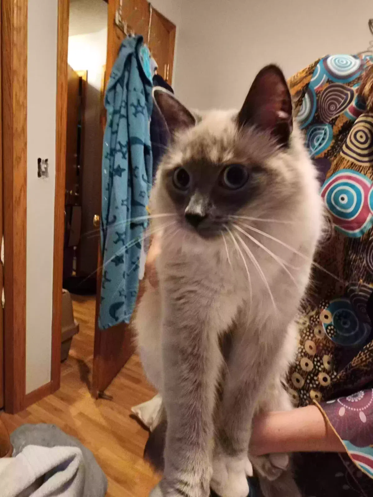 Lost cat in Taylors Falls, MN, 55084