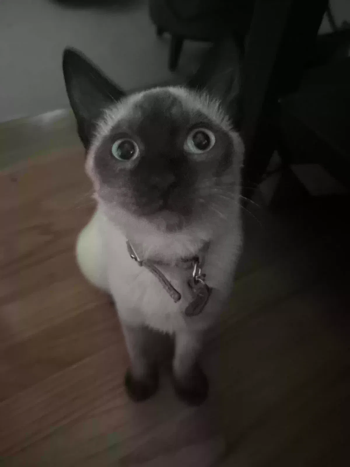 Lost cat in San Diego, CA, 92113