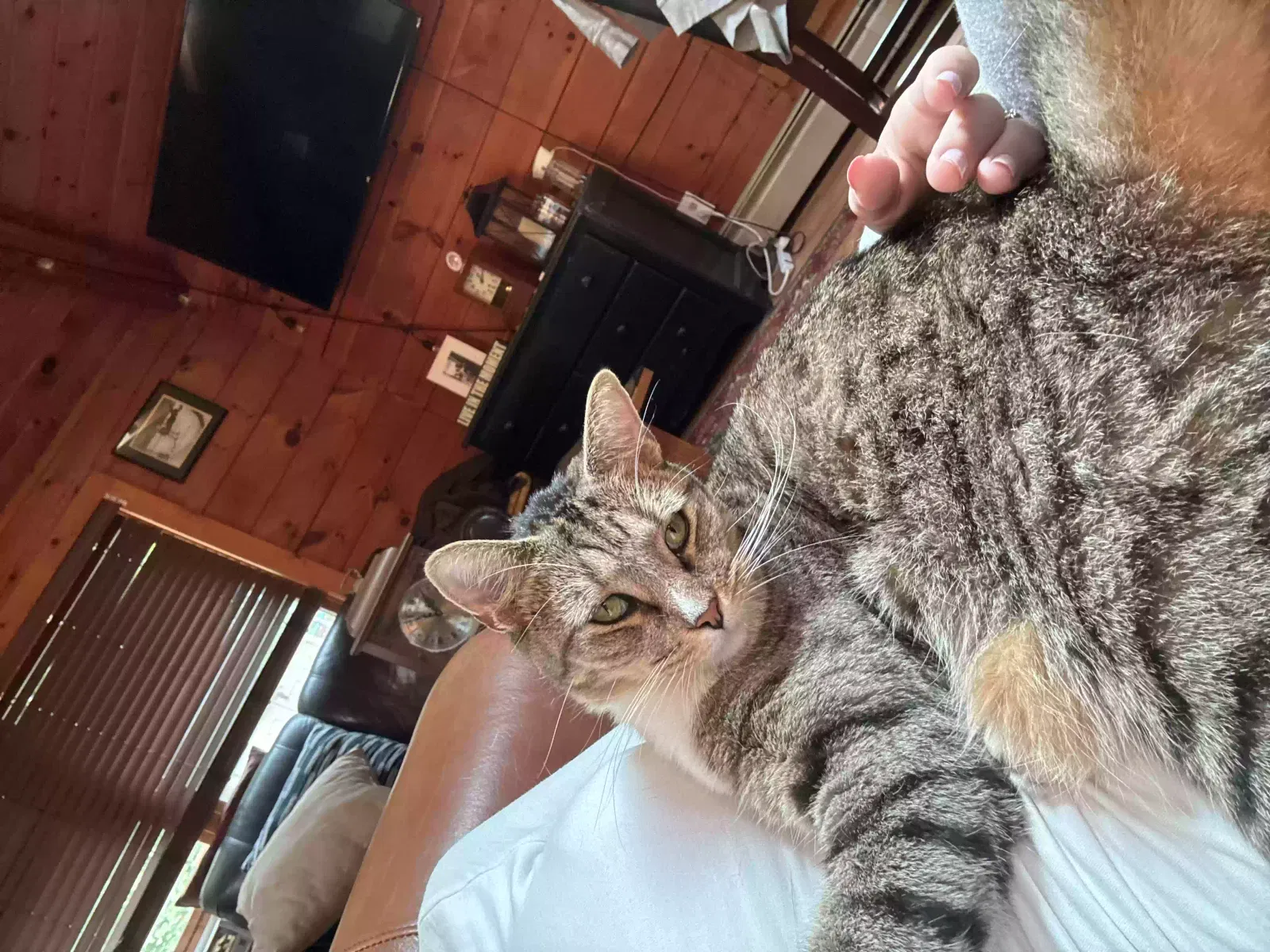 Lost cat in Waterboro, ME, 4087