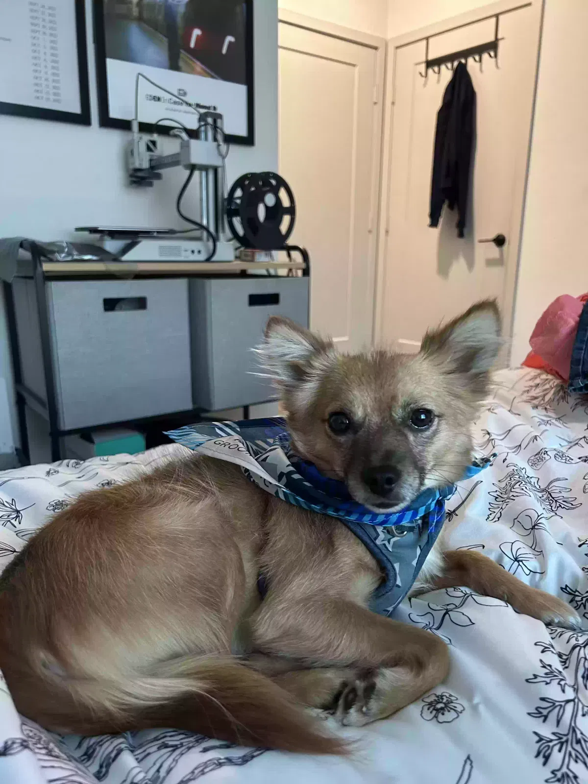 Lost dog in Canyon Country, CA, 91387