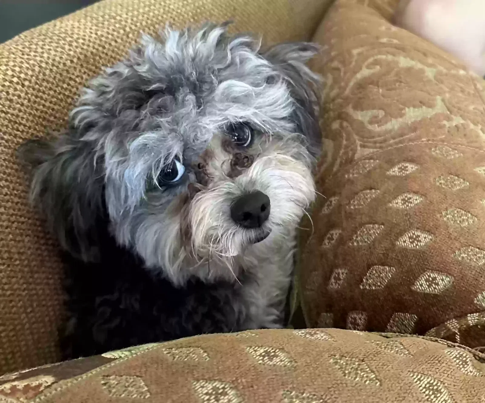 Lost dog in The Colony, TX, 75056