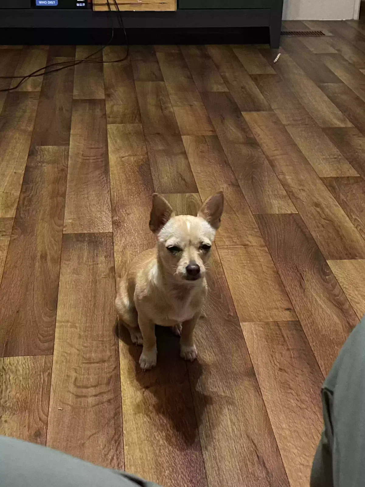 Lost dog in Floresville, TX, 78114